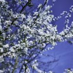 Wildkirschenblüte Stroit